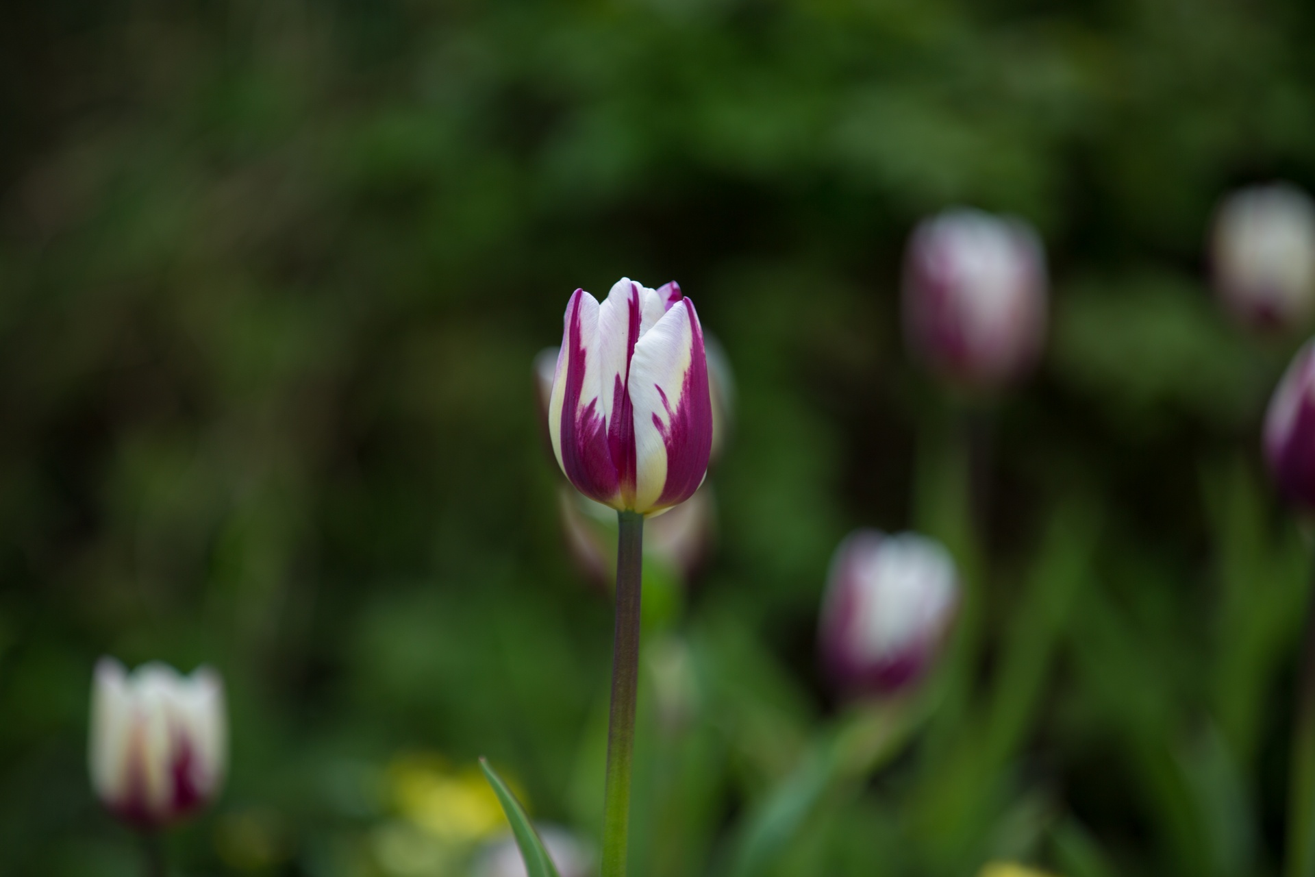 flower flowers love free photo