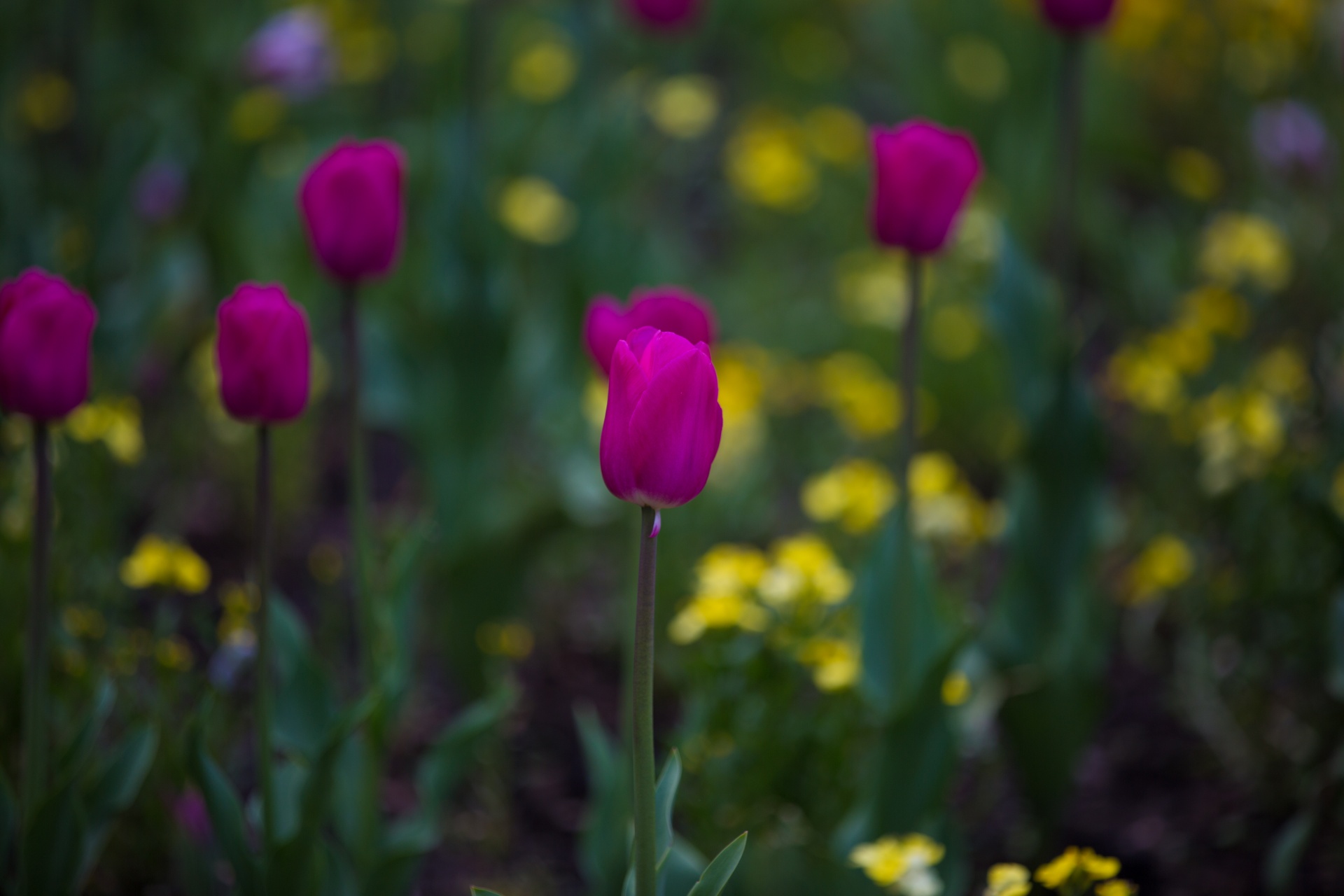 flower flowers love free photo