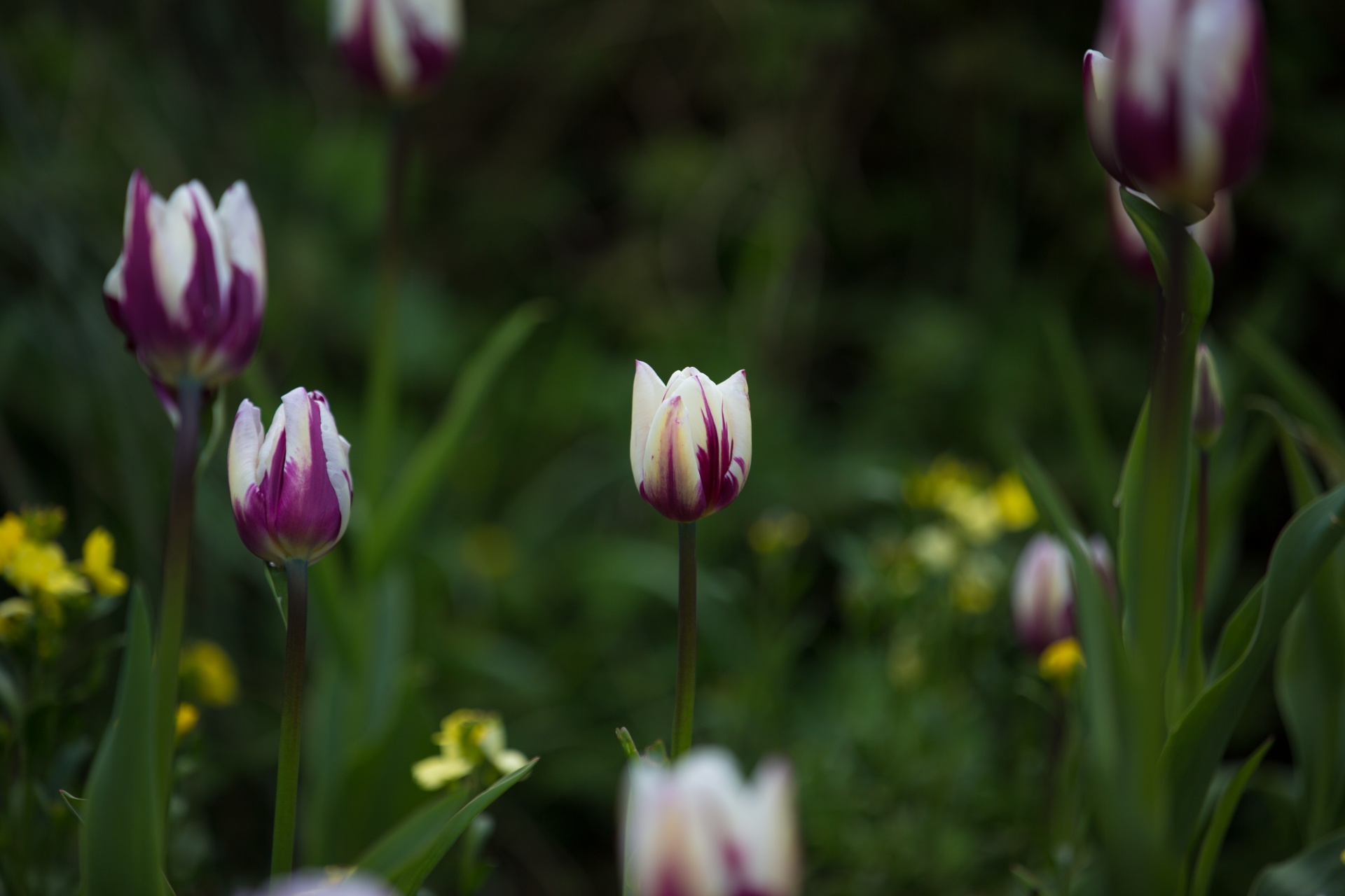 flower flowers love free photo