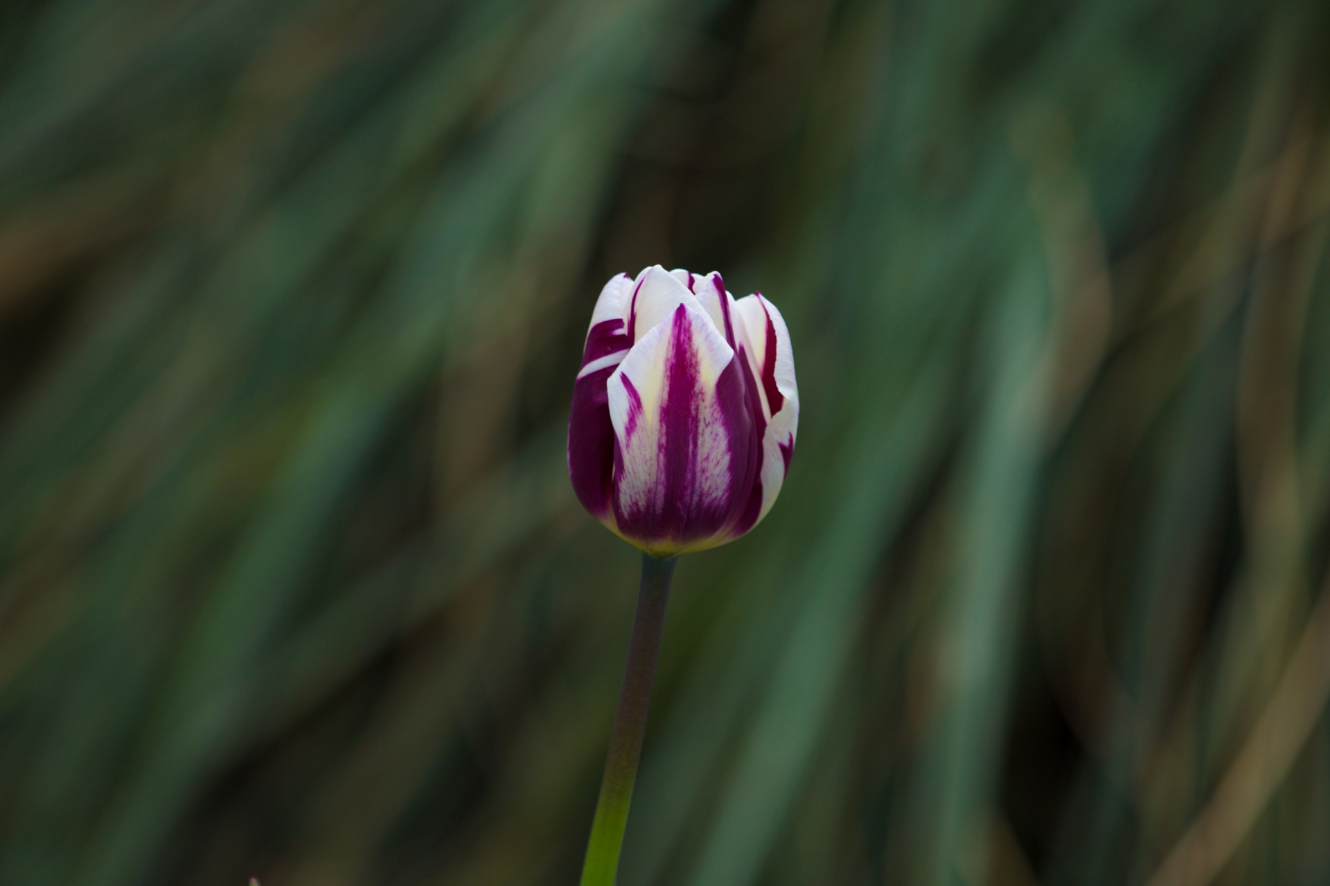 flower flowers love free photo