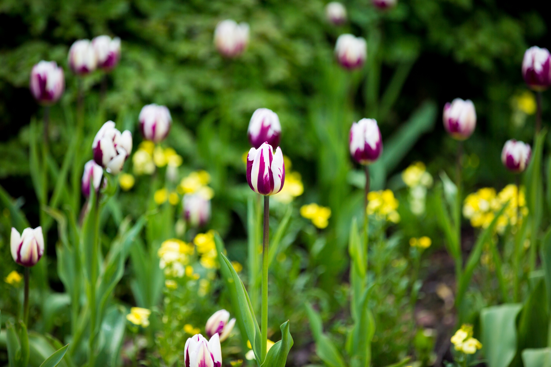 flower flowers love free photo