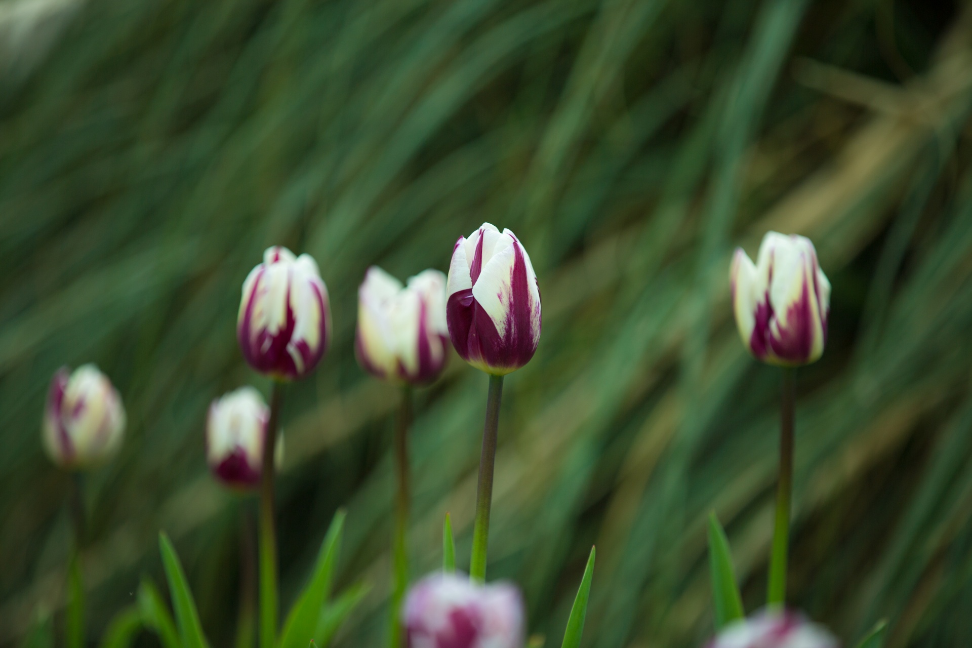 flower flowers love free photo