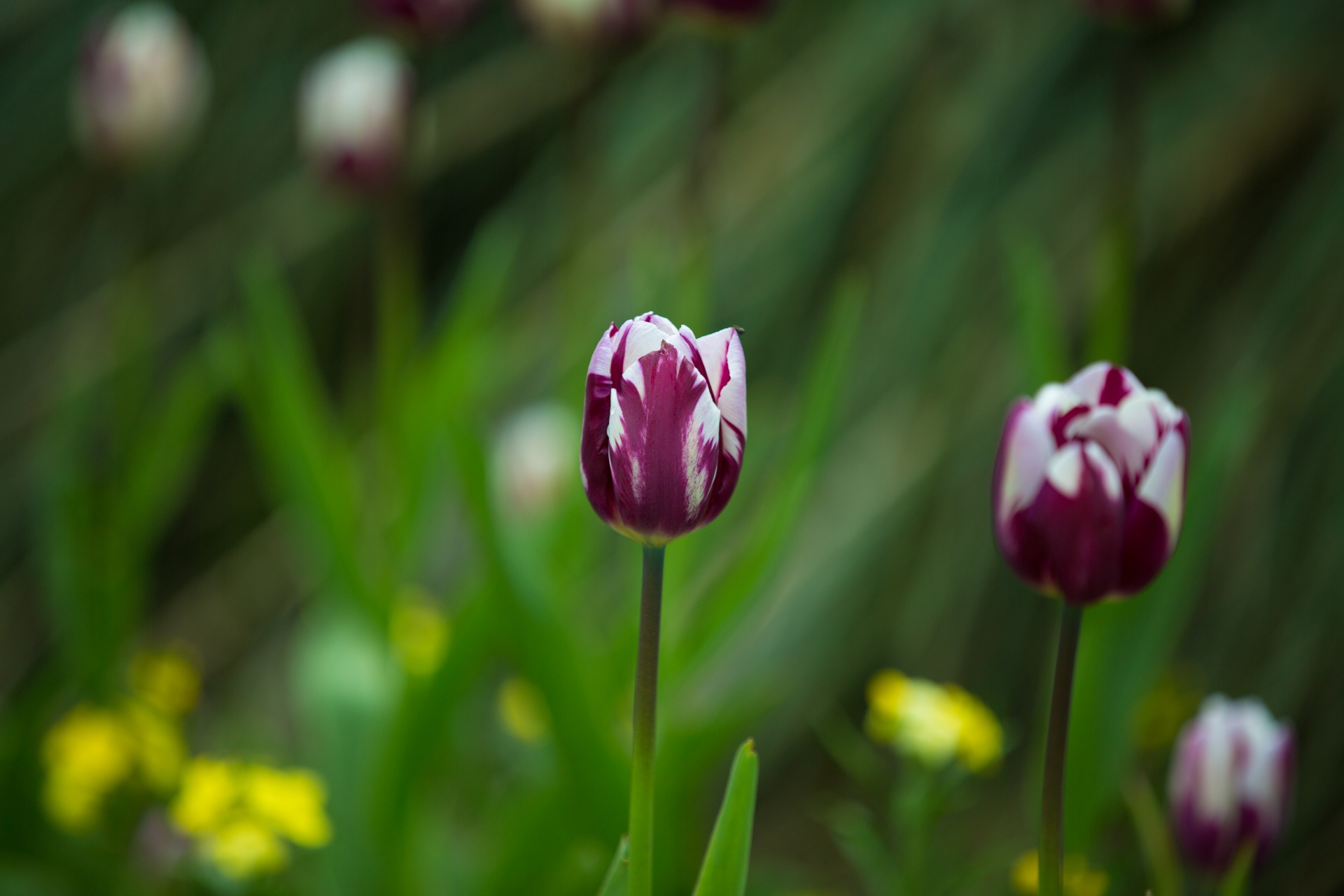 flower flowers love free photo