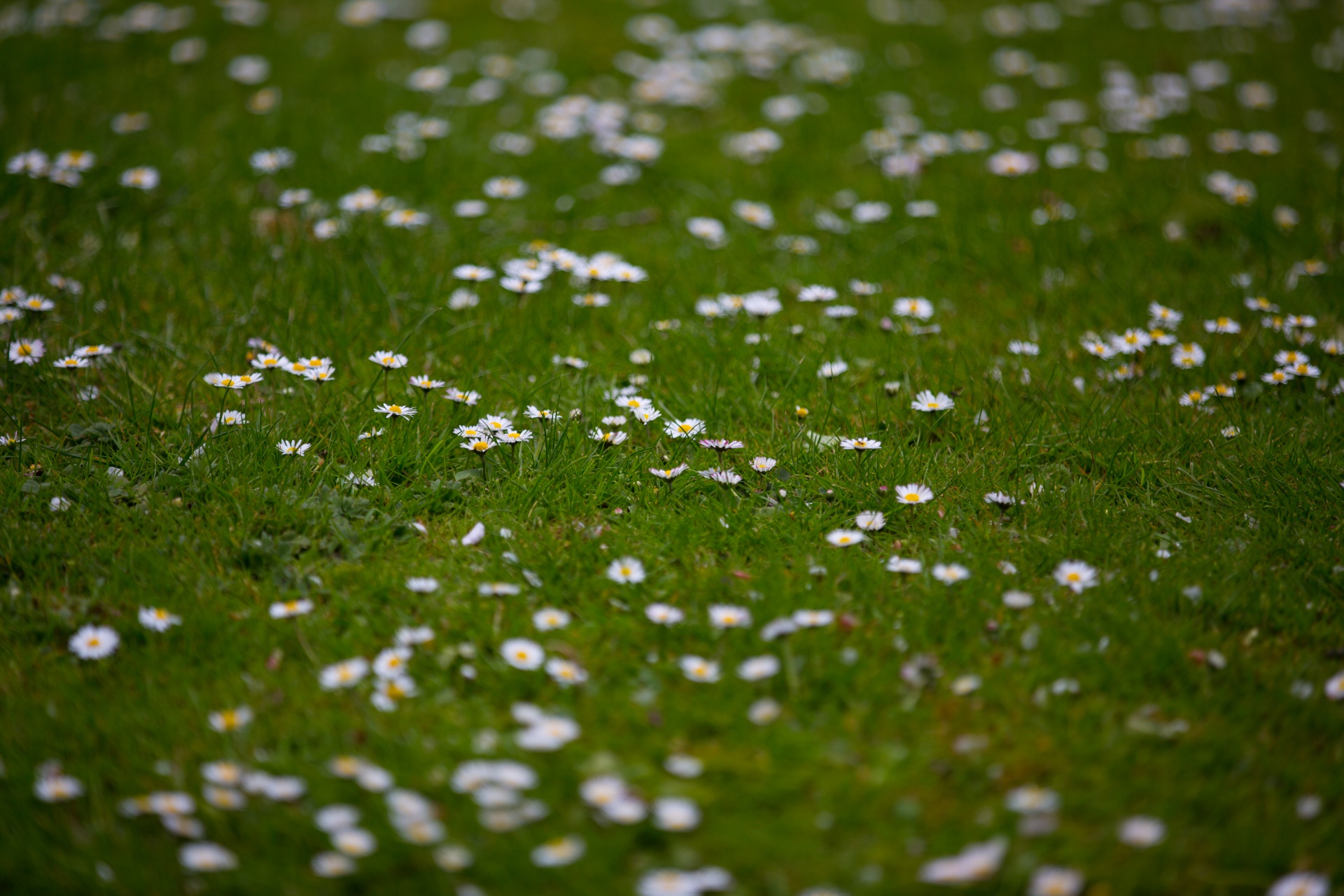 flowers flower flowering free photo