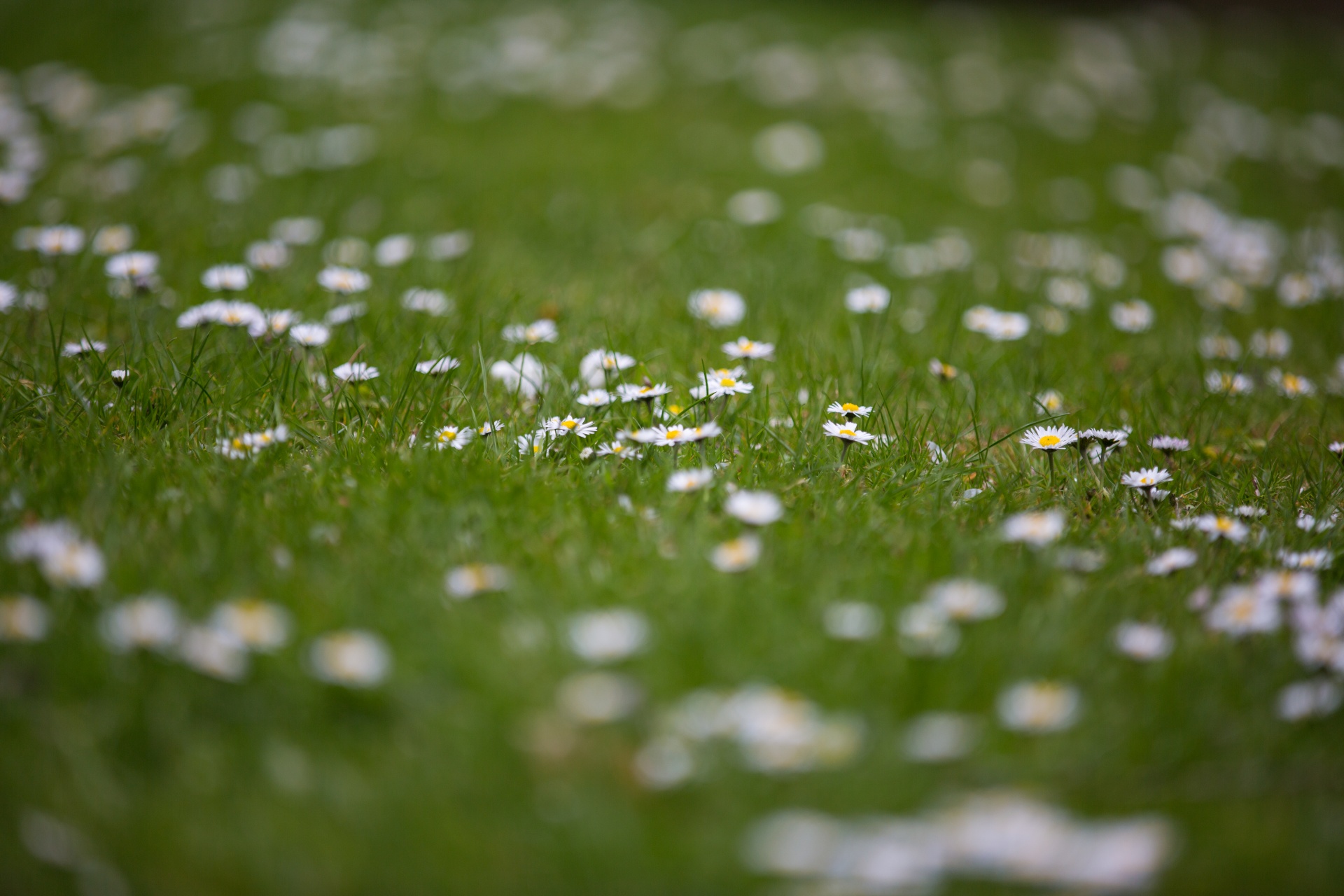 flowers flower flowering free photo