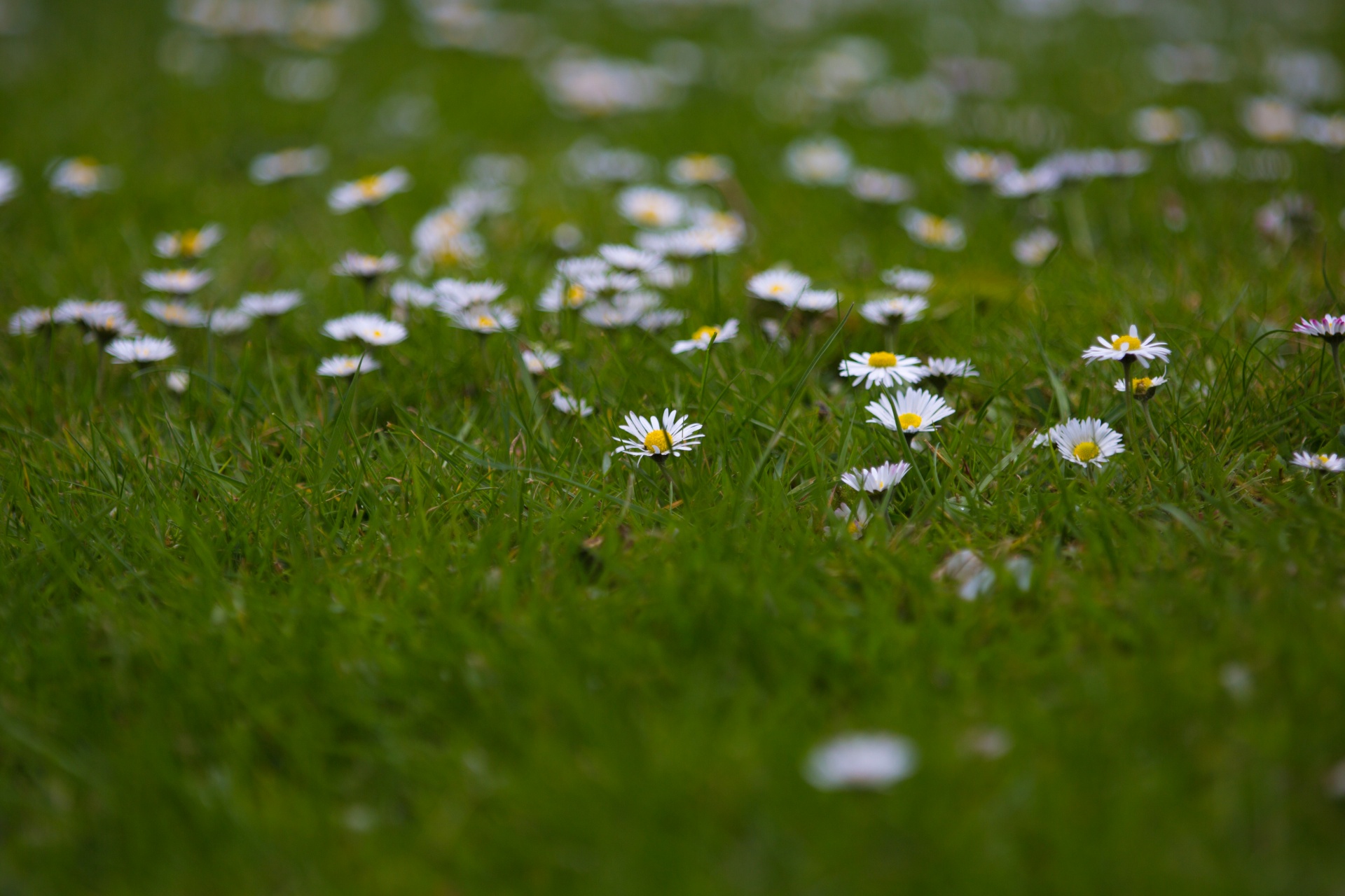 flowers flower flowering free photo