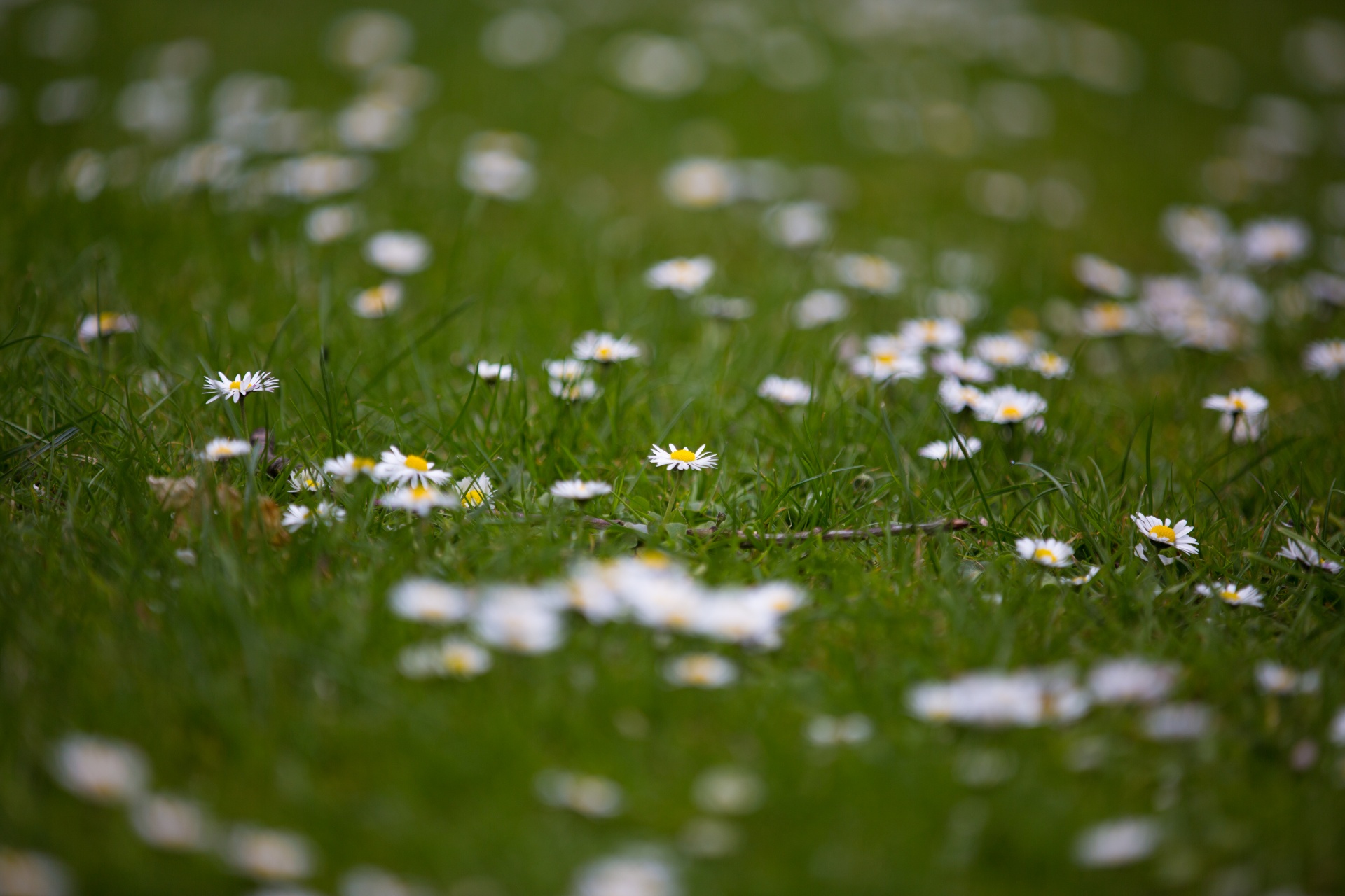 flowers flower flowering free photo