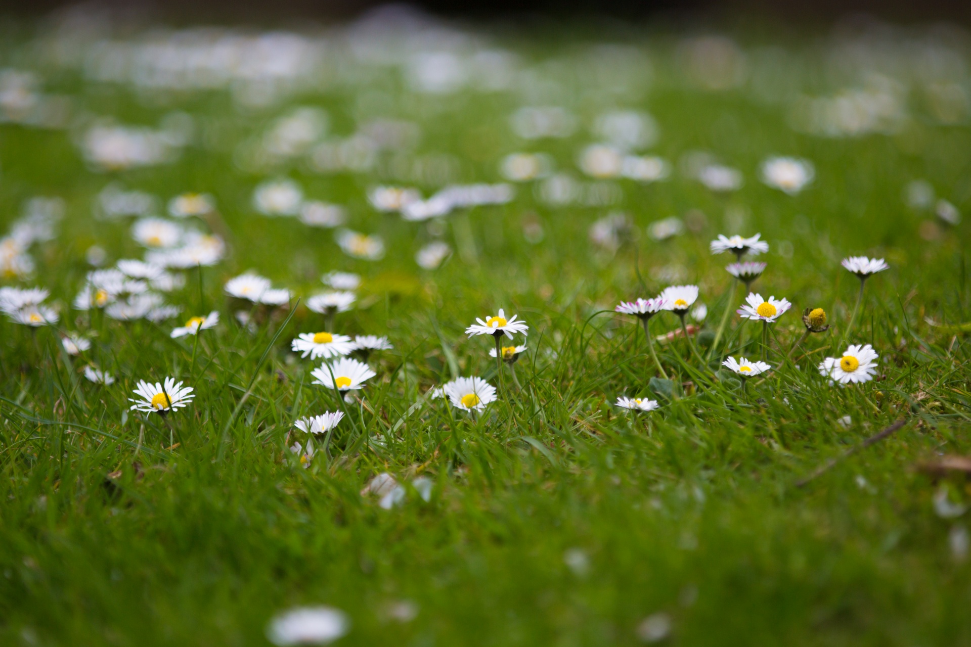 flowers flower flowering free photo