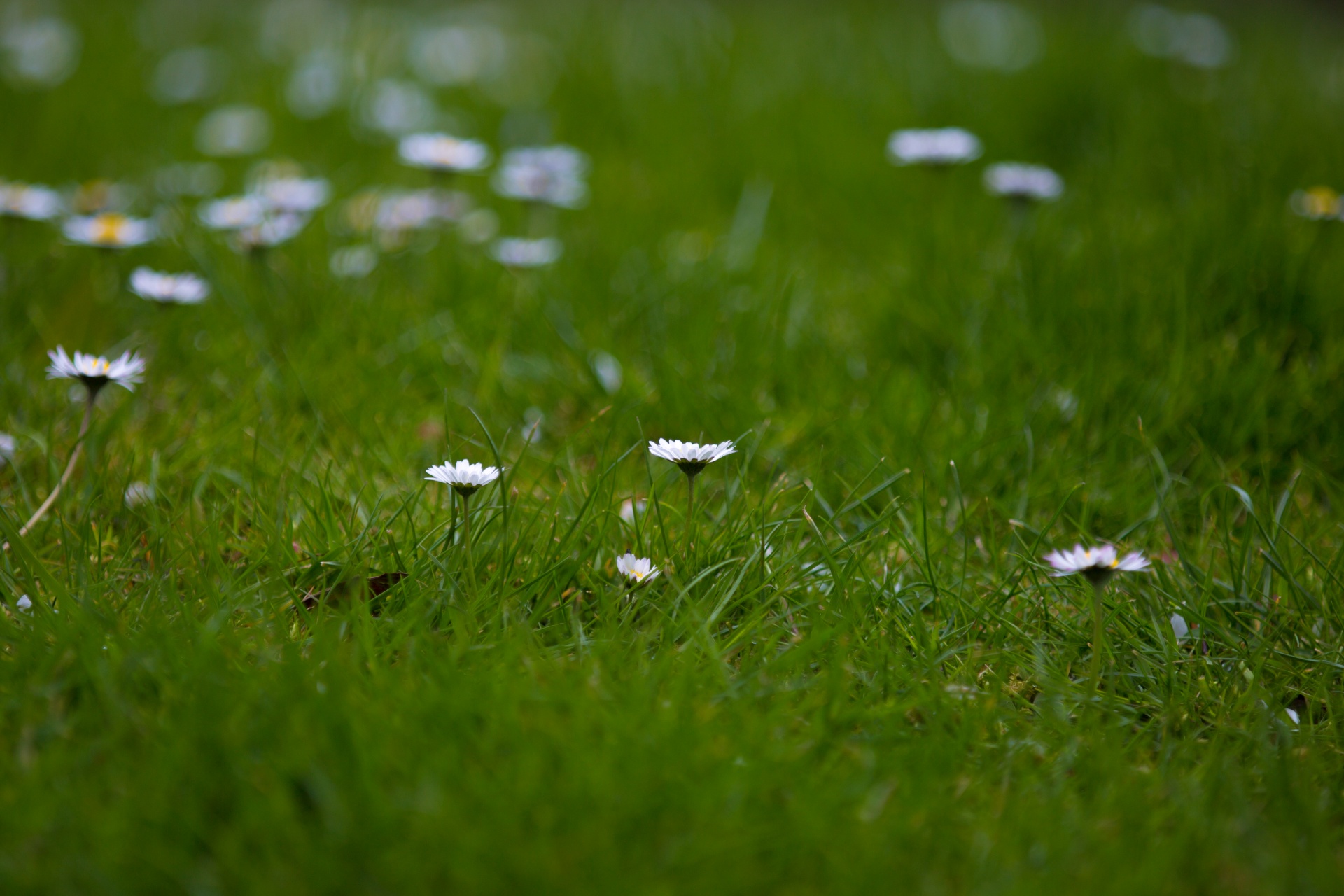 flowers flower flowering free photo