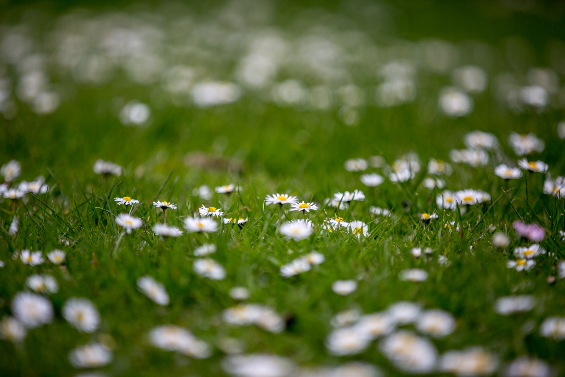 flowers flower flowering free photo