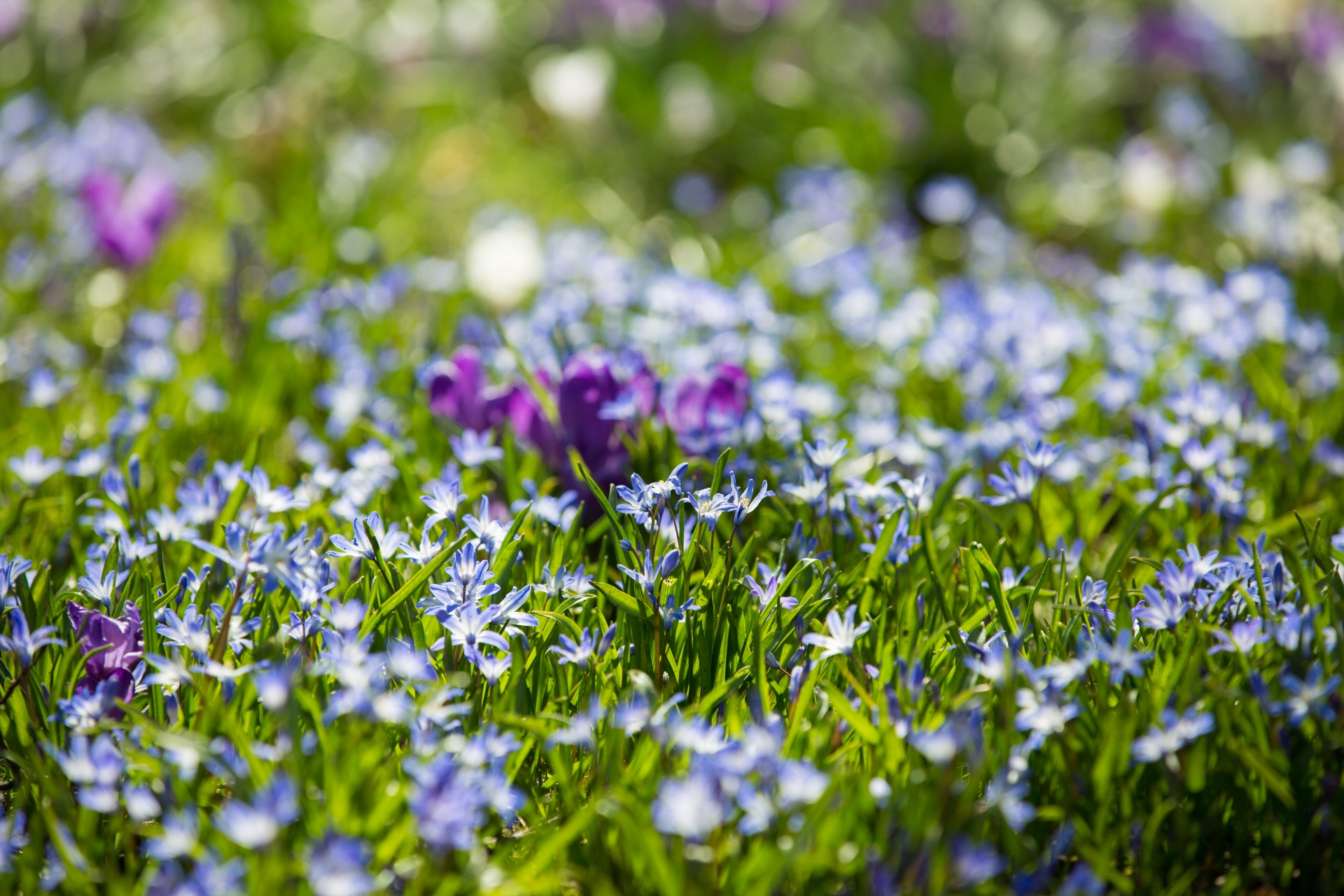 flower flowers love free photo