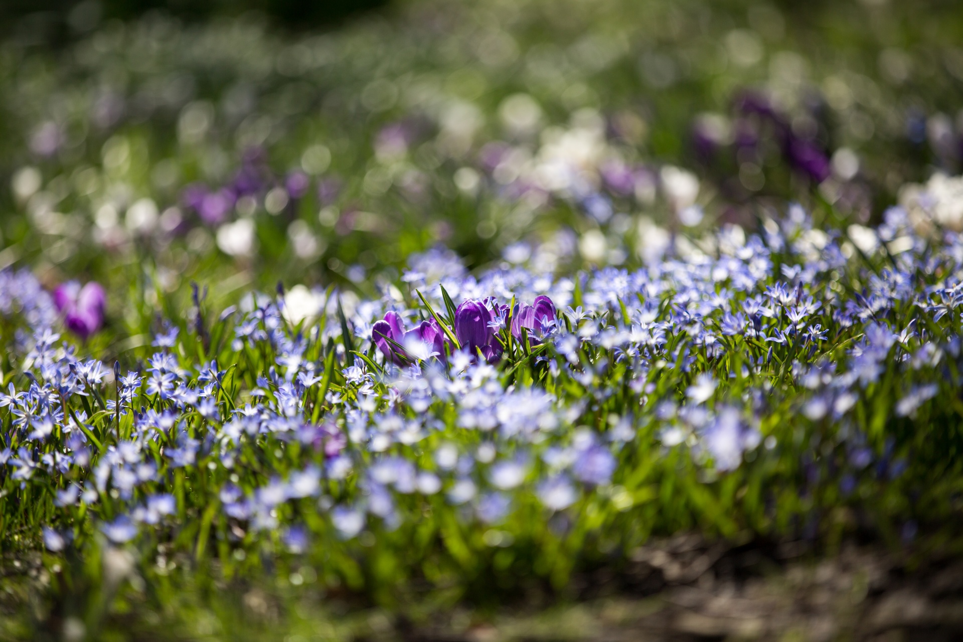 flower flowers love free photo