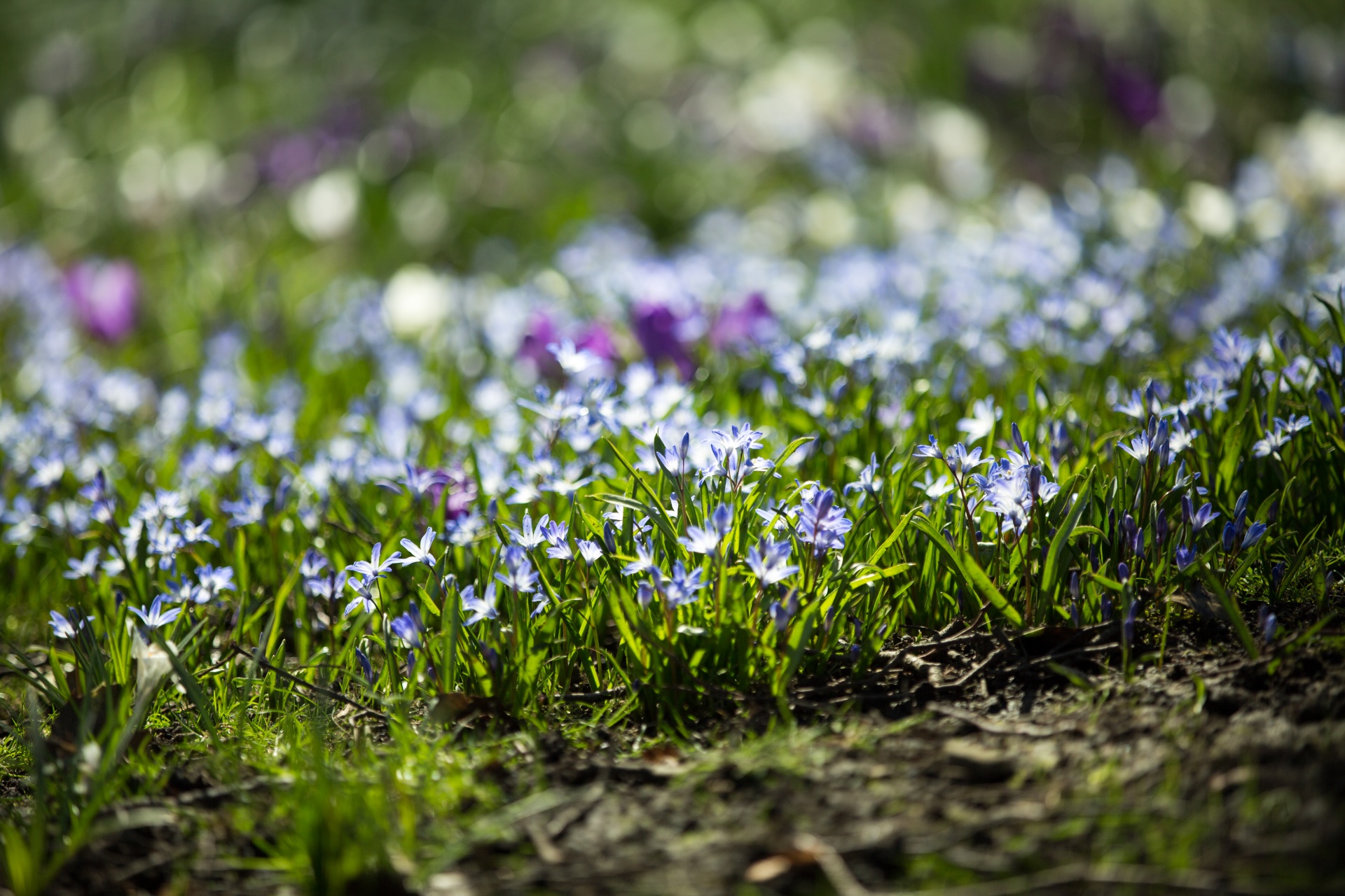 flower flowers love free photo