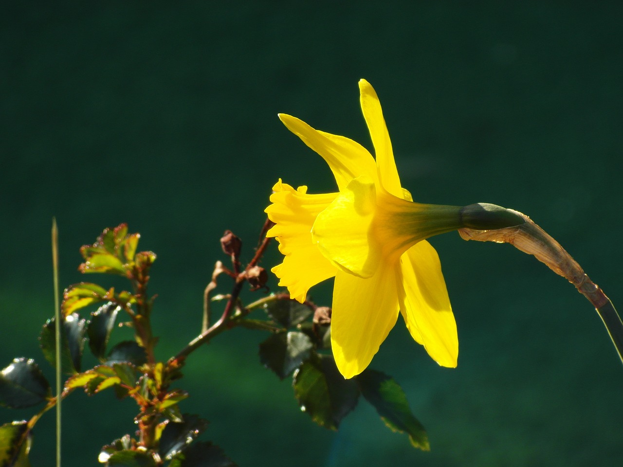 flower yellow nature free photo