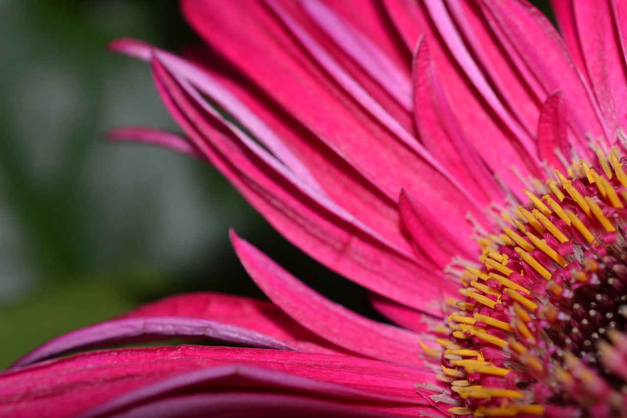 flower pink bloom free photo