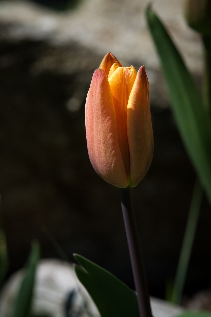 flower tulip orange free photo