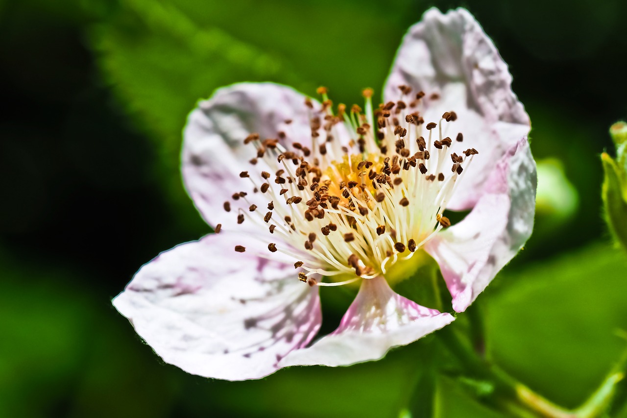 flower bloom nature free photo