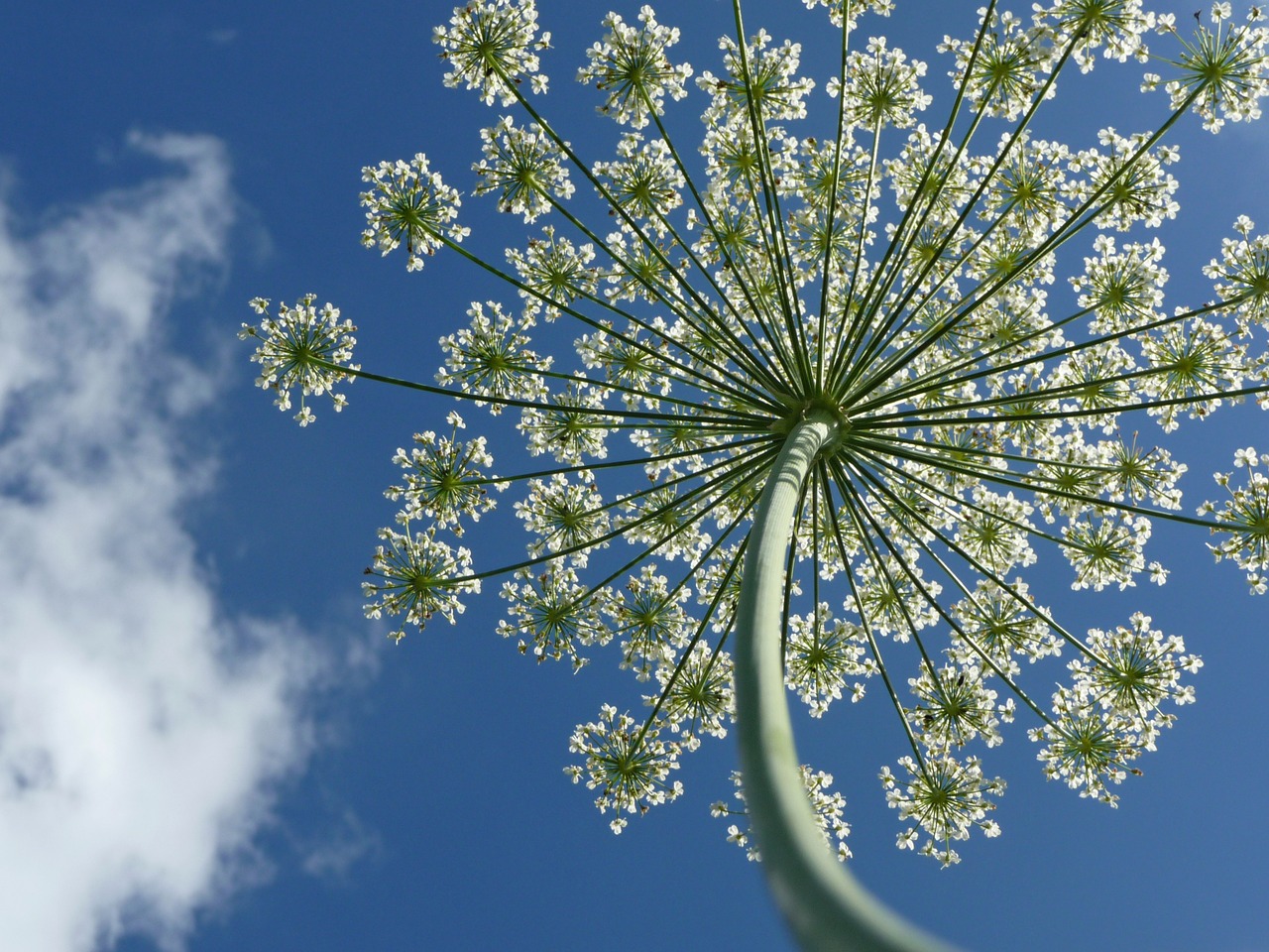 flower blossom bloom free photo