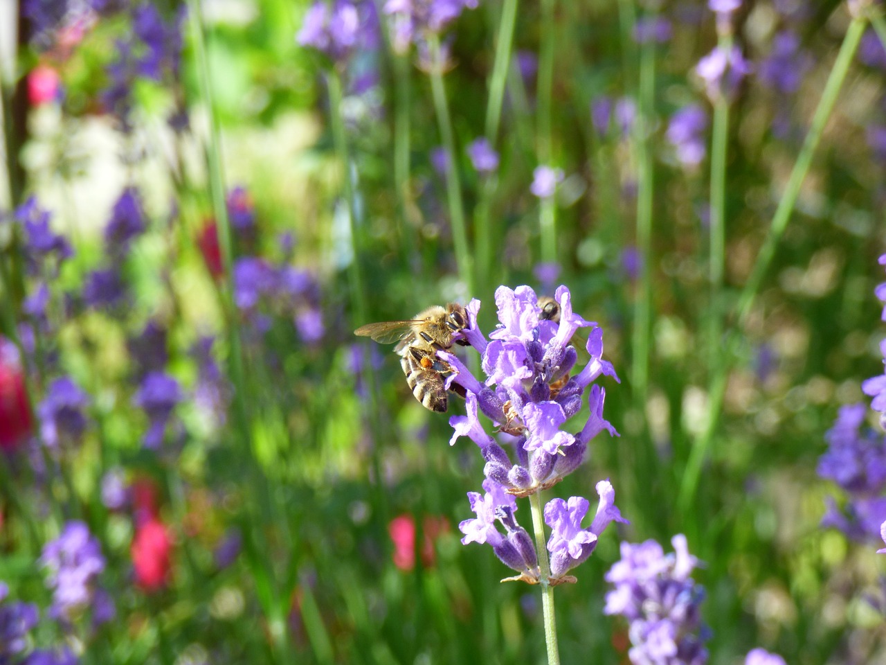 flower bee garden free photo