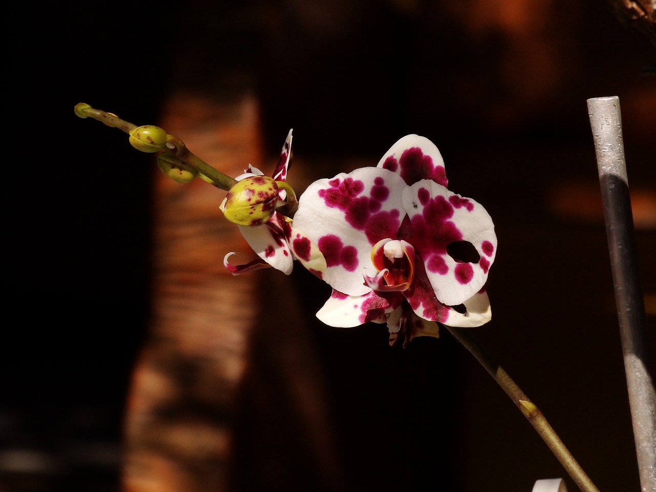 flower garden purple orchid free photo