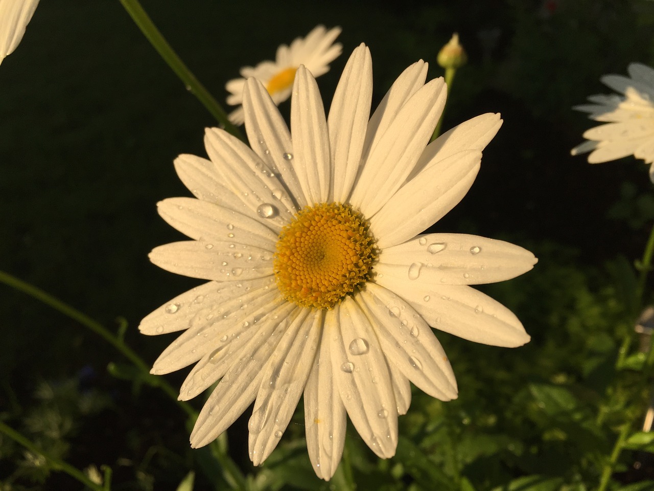 flower daisies nature free photo