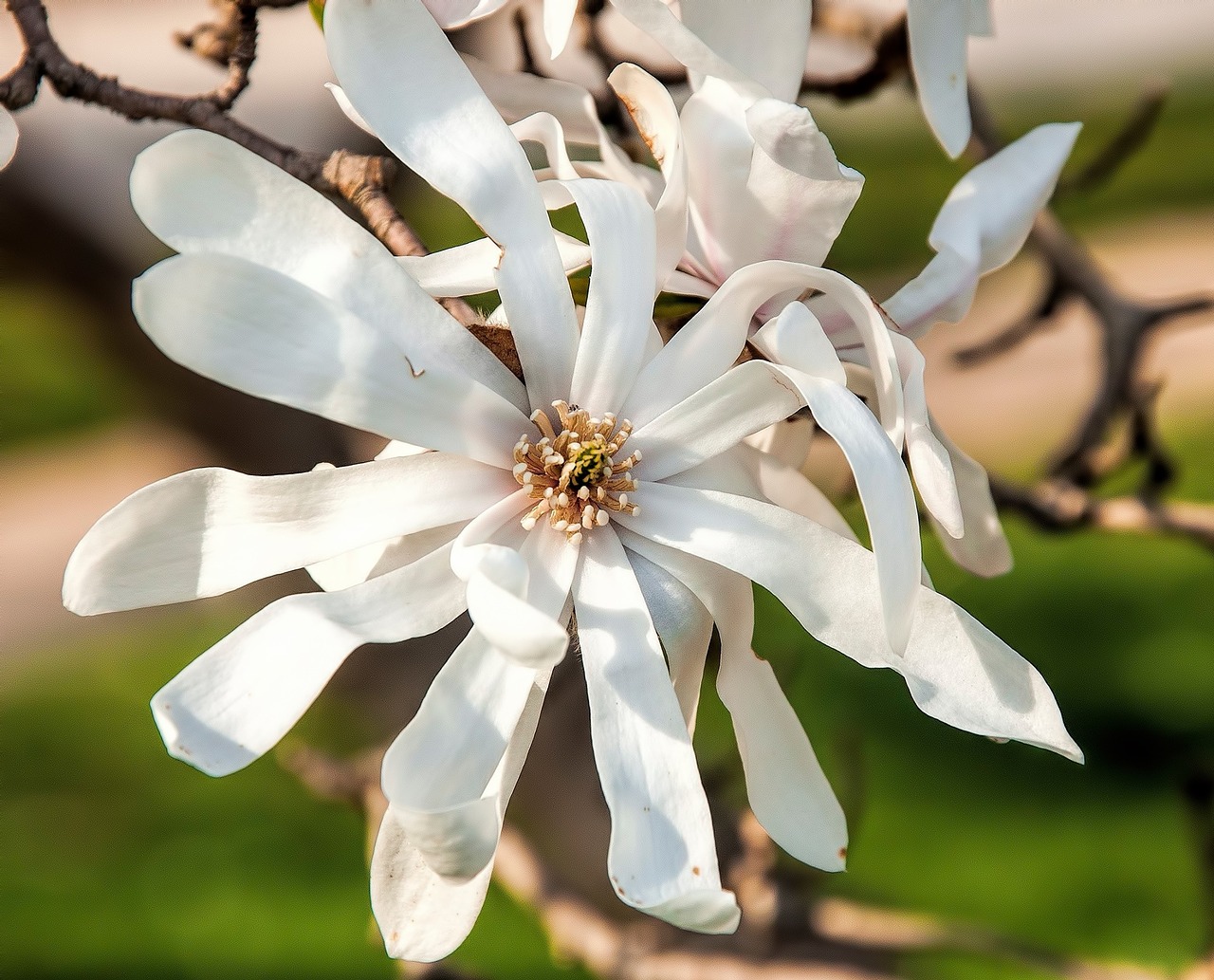 flower bloom tree free photo