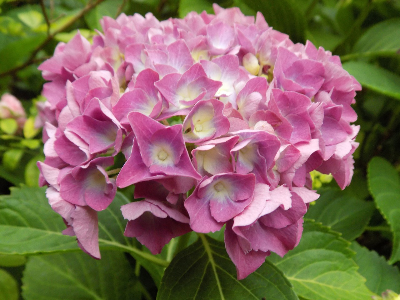 flower hydrangea pink free photo