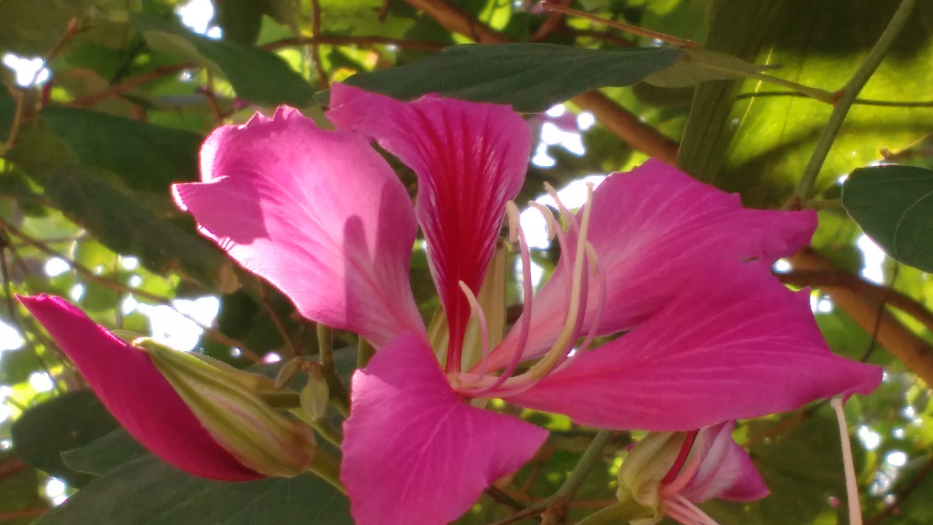 pink flower sunny day free photo