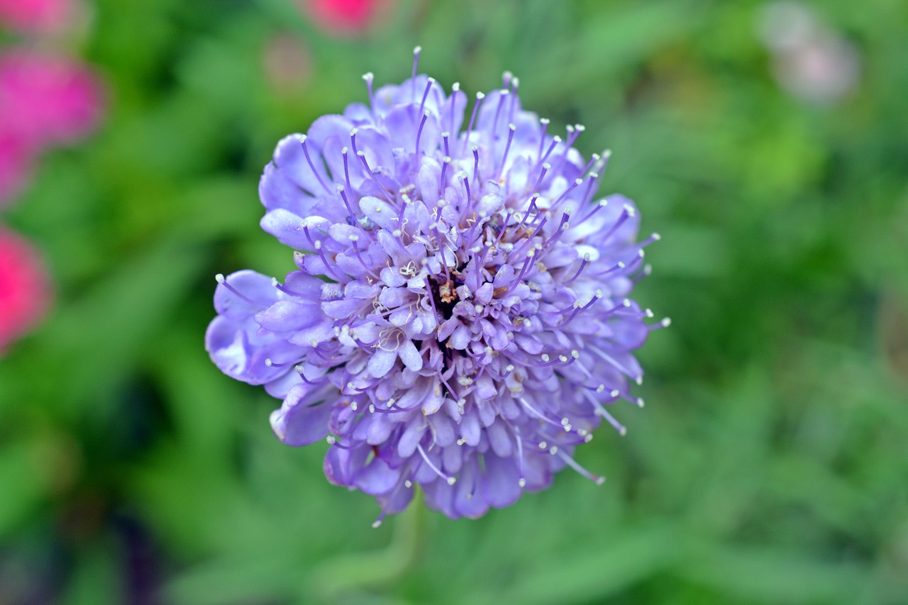 flower blossom bloom free photo