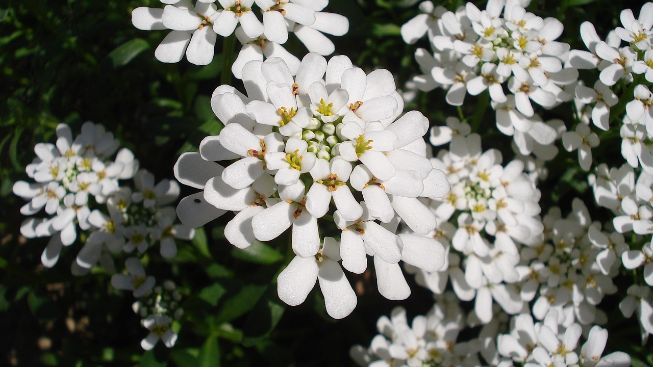 flower spring white free photo