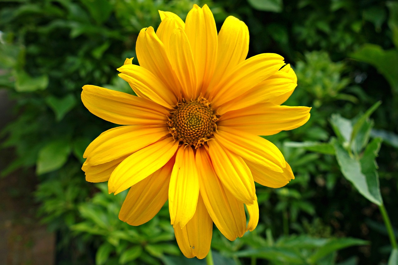 flower yellow flower bloom free photo