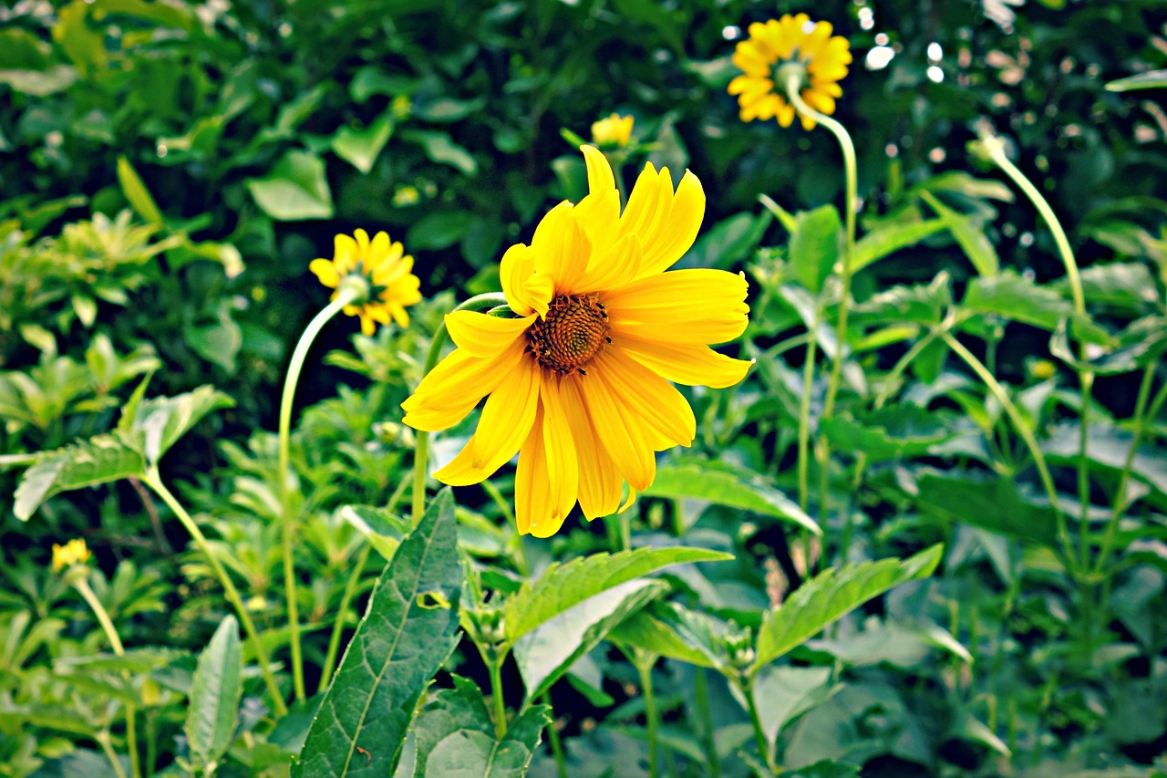 flower yellow blossom free photo