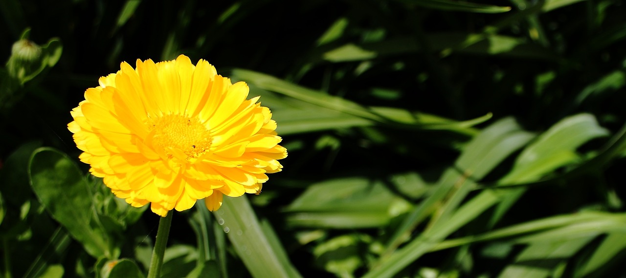 flower yellow summer free photo