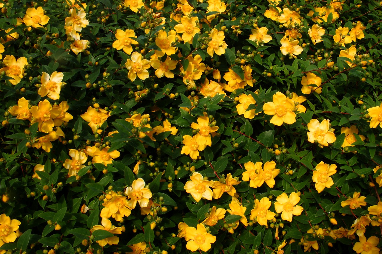 flower yellow summer free photo