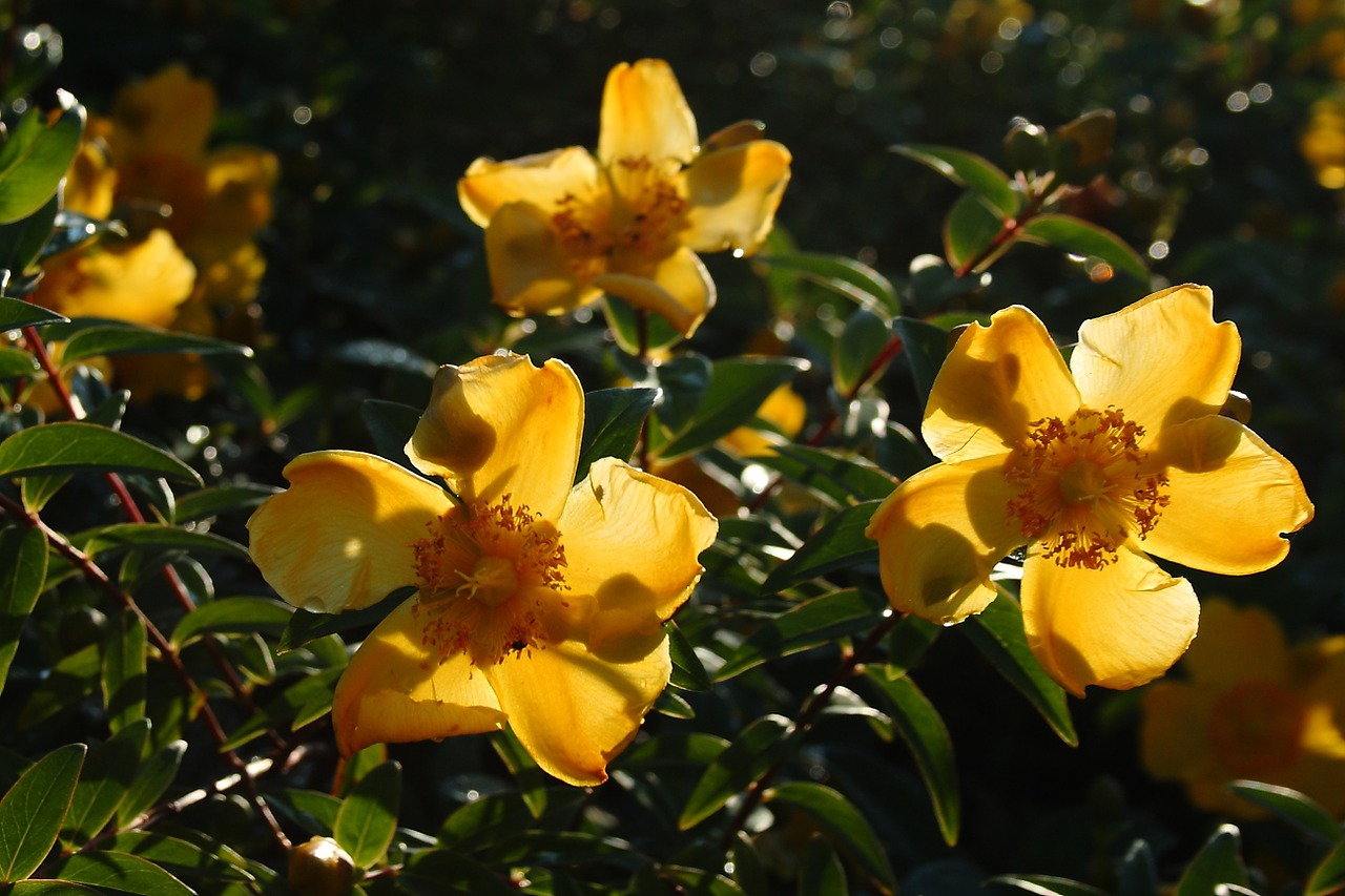 flower yellow summer free photo