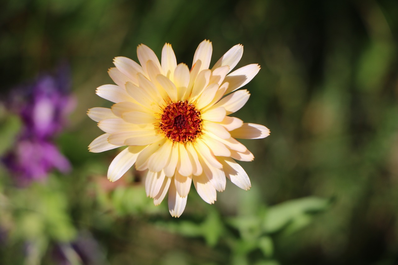 flower yellow marigold free photo