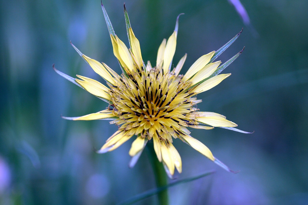 flower yellow garden free photo