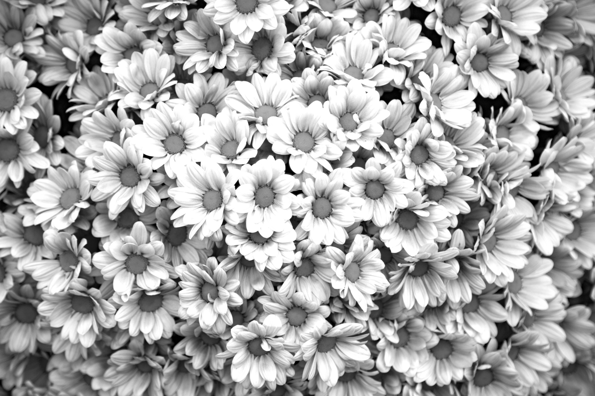 background beautiful flower free photo