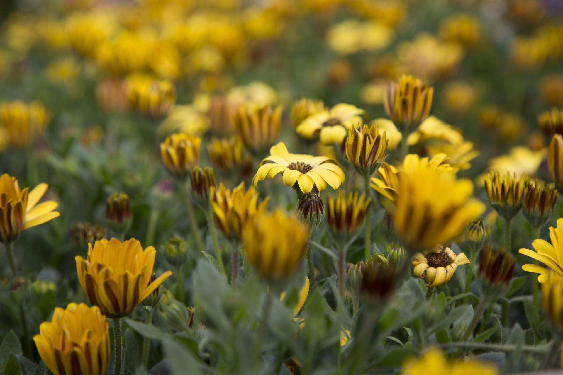 flower flowers love free photo