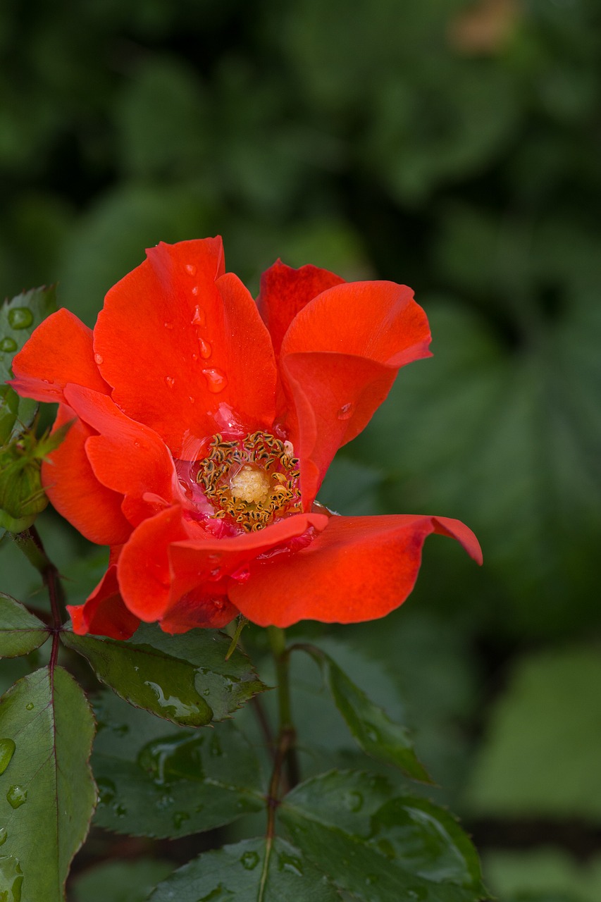 flower red red flower free photo