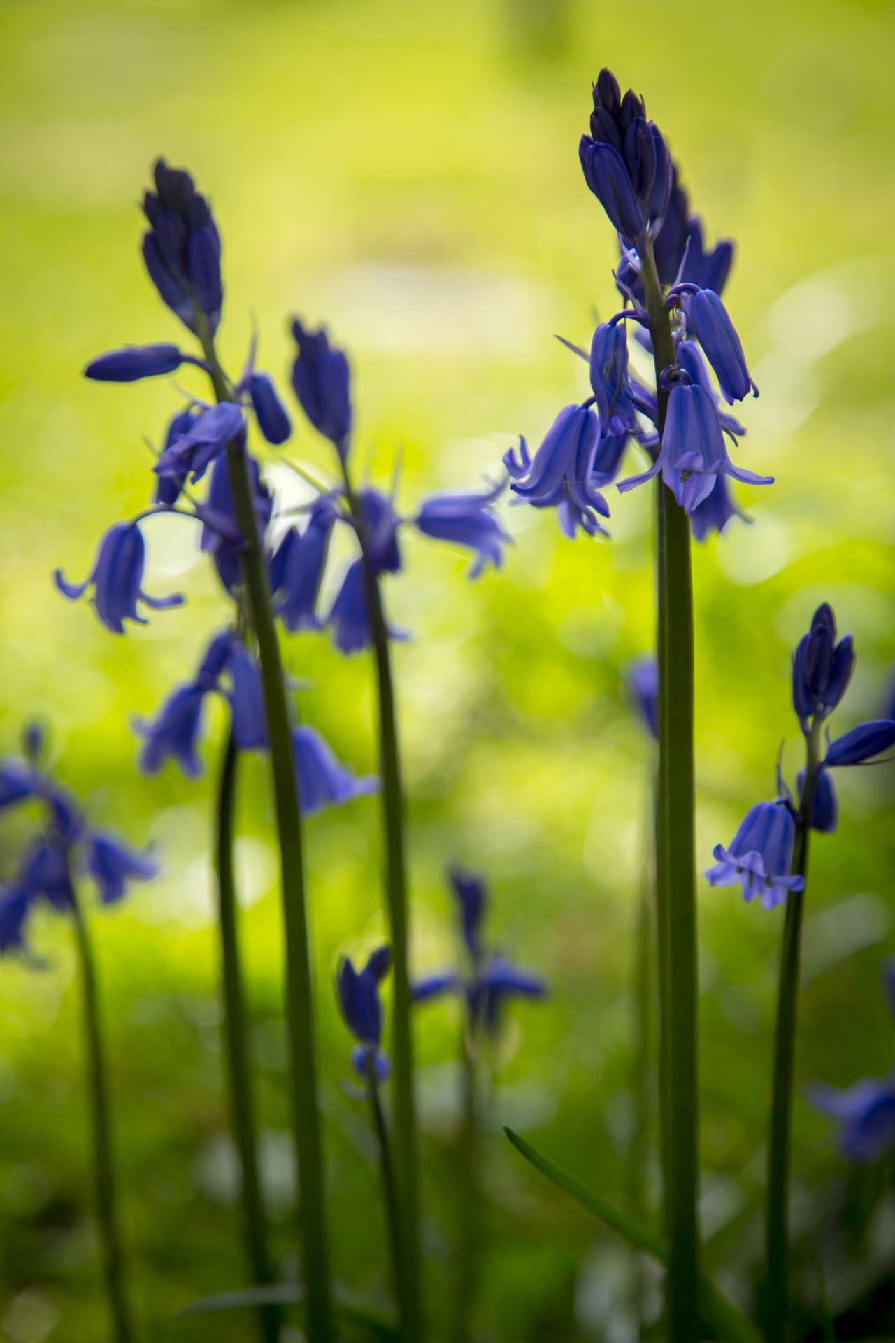 flower flowers love free photo