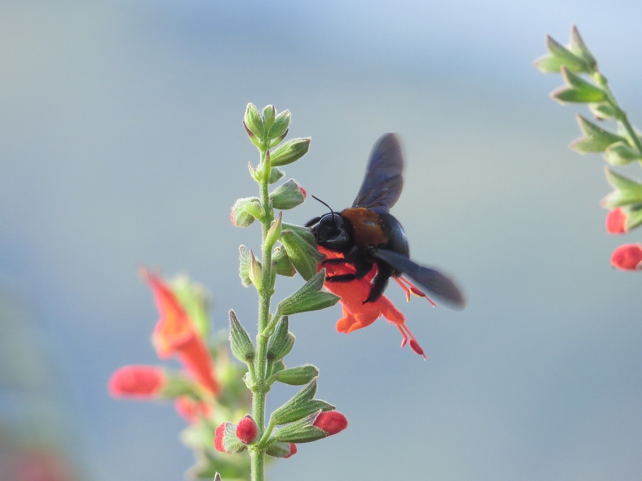 flower bee dawn free photo