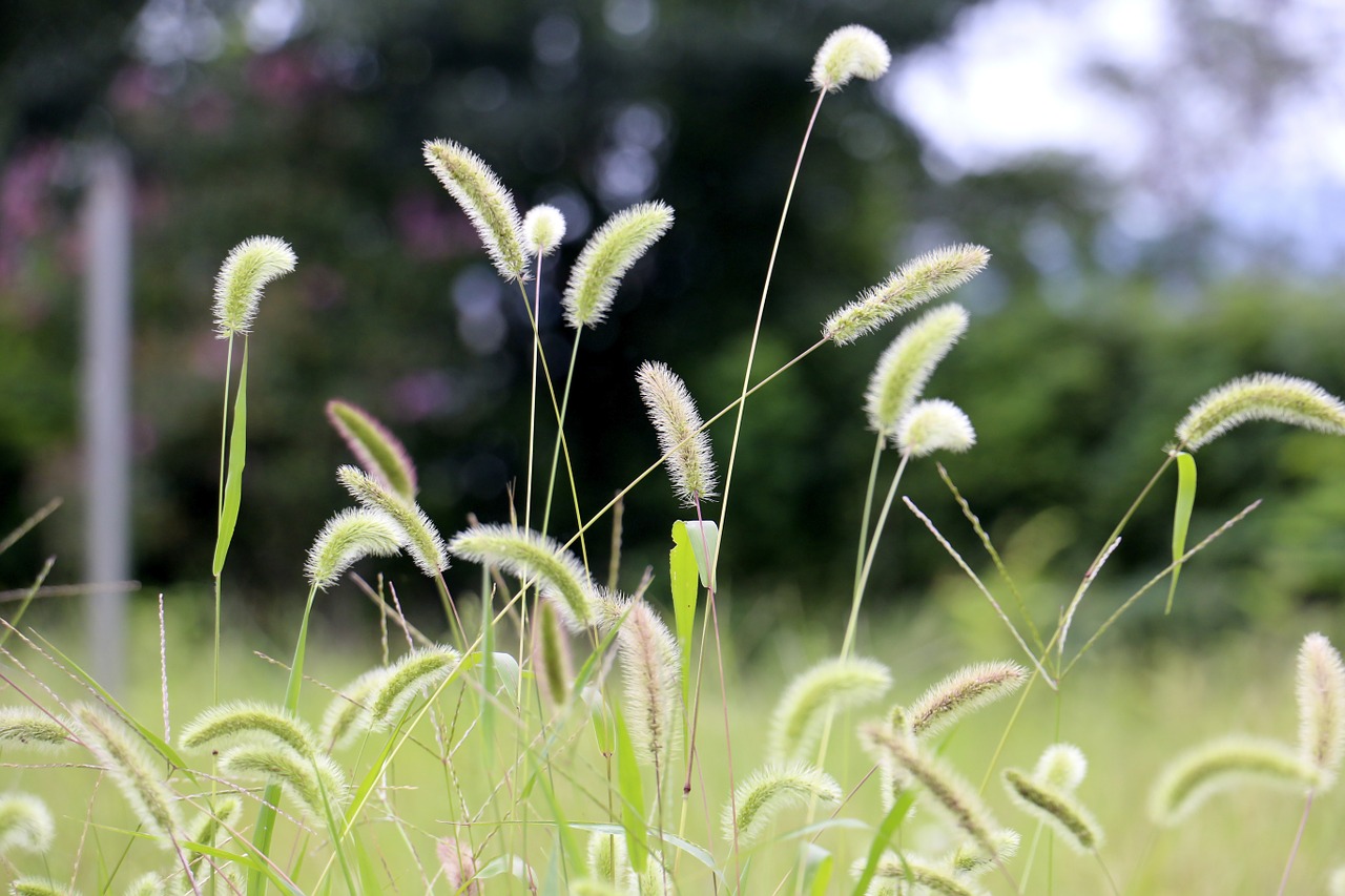 field ten tower green grass carpet free photo