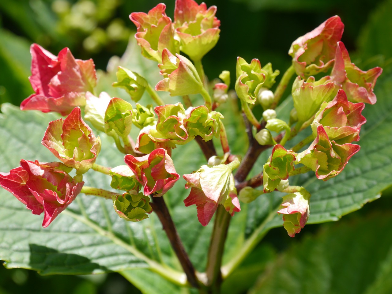 flower nature garden free photo