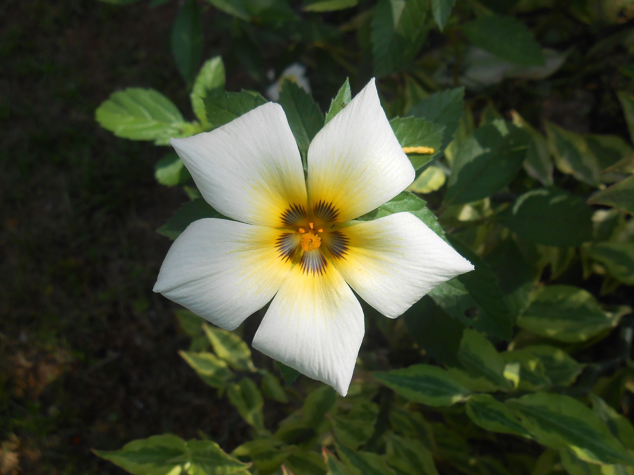 flower white plant free photo