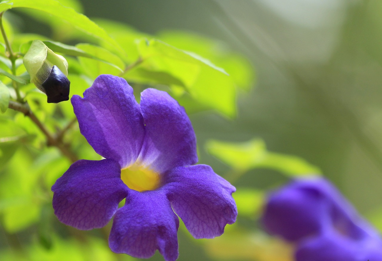 flower violet plant free photo