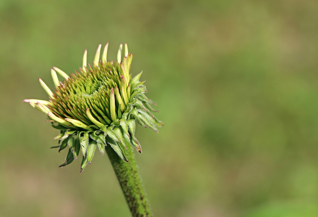 flower bud green free photo