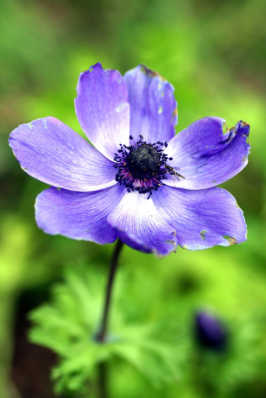 flower purple garden free photo