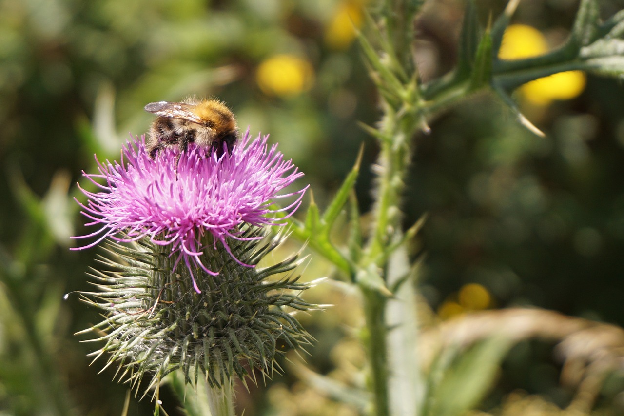 flower thistle blossom free photo