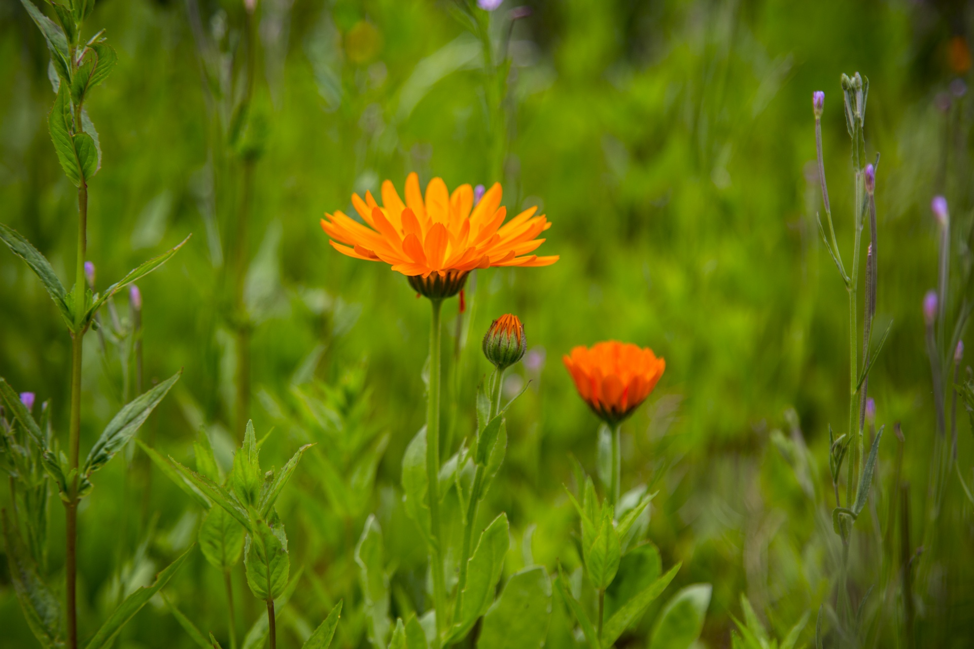 flower flowers love free photo